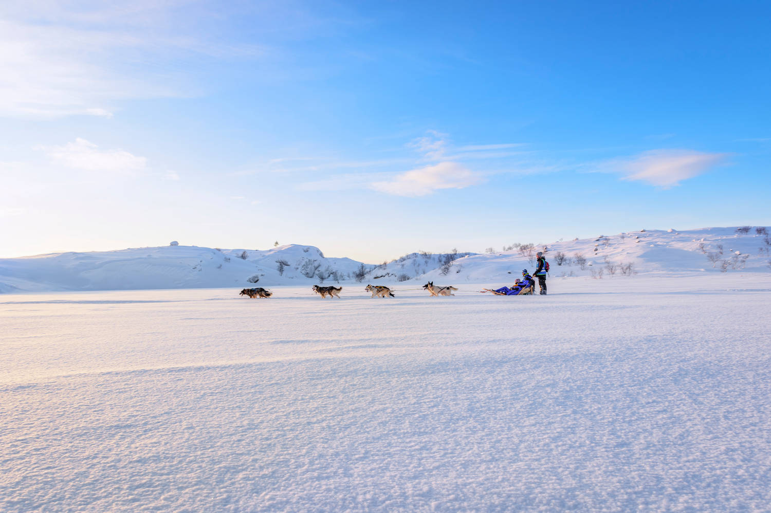 Husky sledding