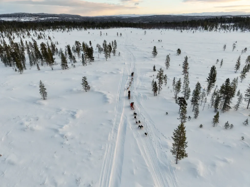 Aerial view of several dog sled teams in a line along a snowy trail across an open plain with scattered pine trees in the Pasvik Valley, with forested hills on the horizon.