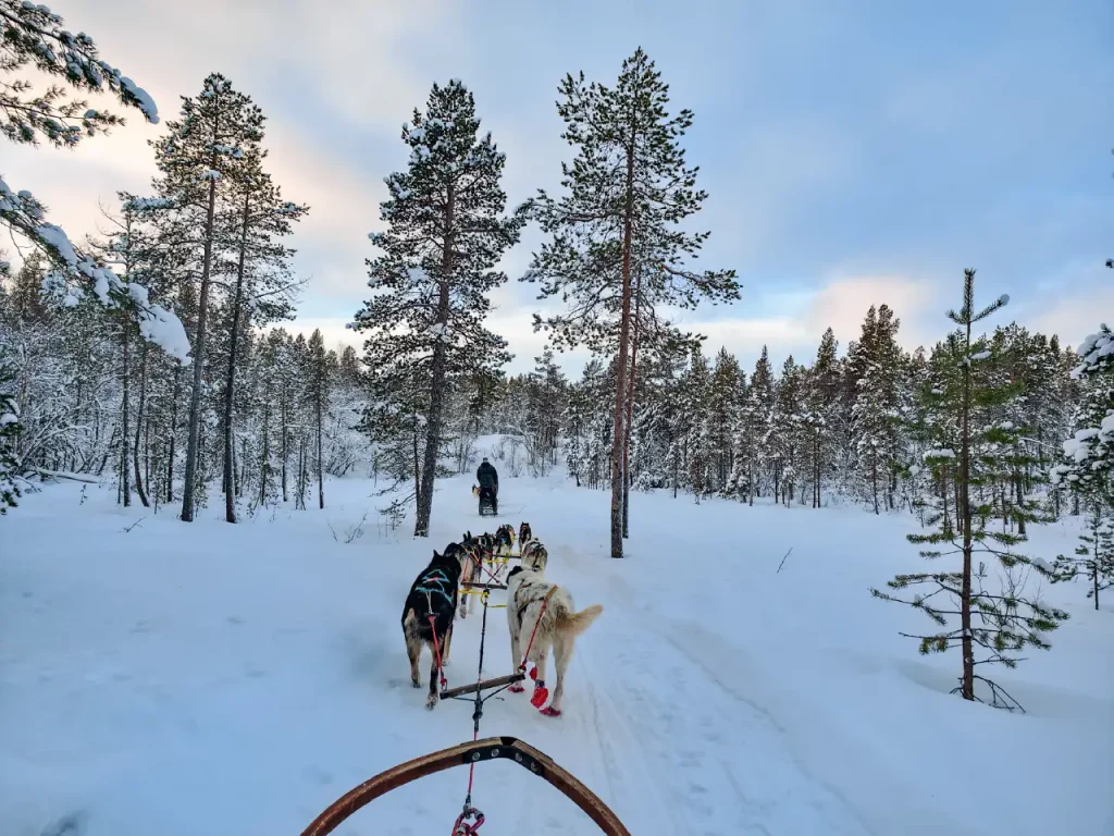Huskies pull the sled along a snowy trail through tall pine forest in the Pasvik Valley, seen from the sled, with one dog in red booties and another team further ahead under a pale winter sky.