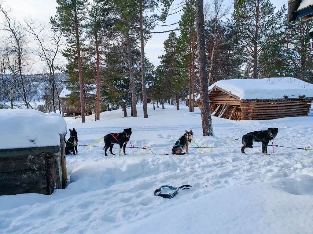Four huskies in harness wait in the snow next to a dog house and a log woodshed, surrounded by pine trees on a winter day in the Pasvik Valley.