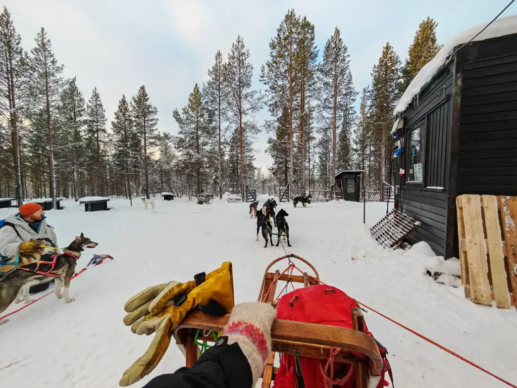 View from the sled at the kennel in the Pasvik Valley, with mittens on the handlebar, huskies in harness ahead and a guest in an orange beanie holding a dog alongside.
