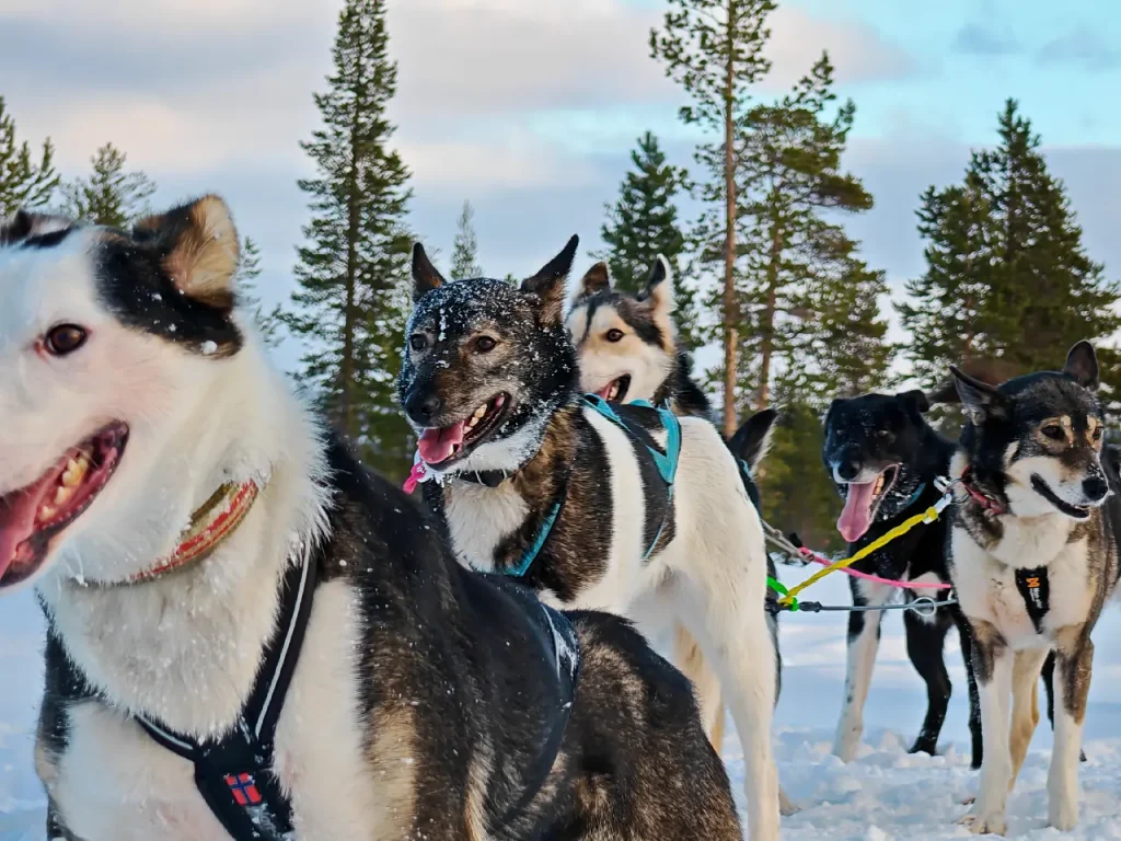 Close-up of happy huskies in harness with snow on their fur, in front of tall pine trees in the Pasvik Valley.