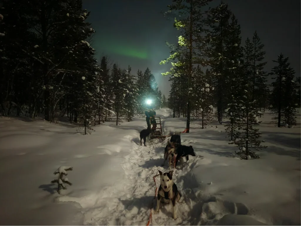 Sled dogs rest in deep snow on a forest trail in the Pasvik Valley at night. A husky sits looking at the camera, and further ahead a musher with a headlamp stands by the sled under faint green Northern Lights.