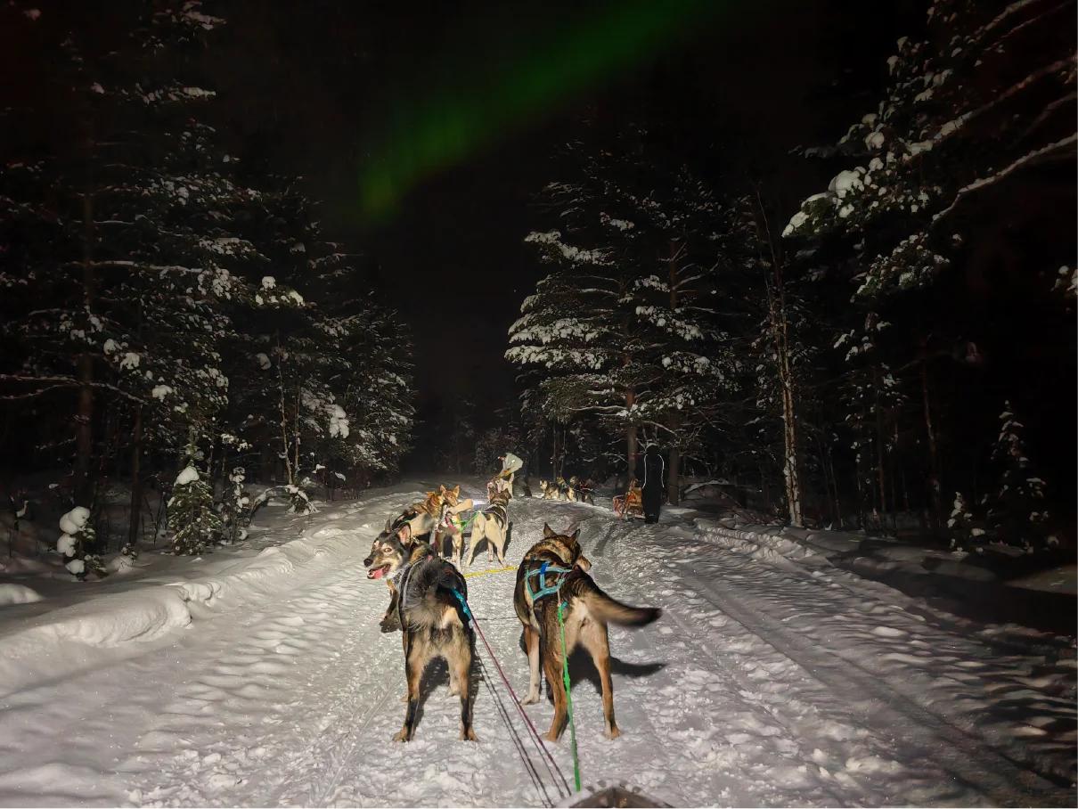Sled dogs on a snowy forest trail in the Pasvik Valley at night, seen from the sled, with faint green Northern Lights above the trees and another team further ahead.