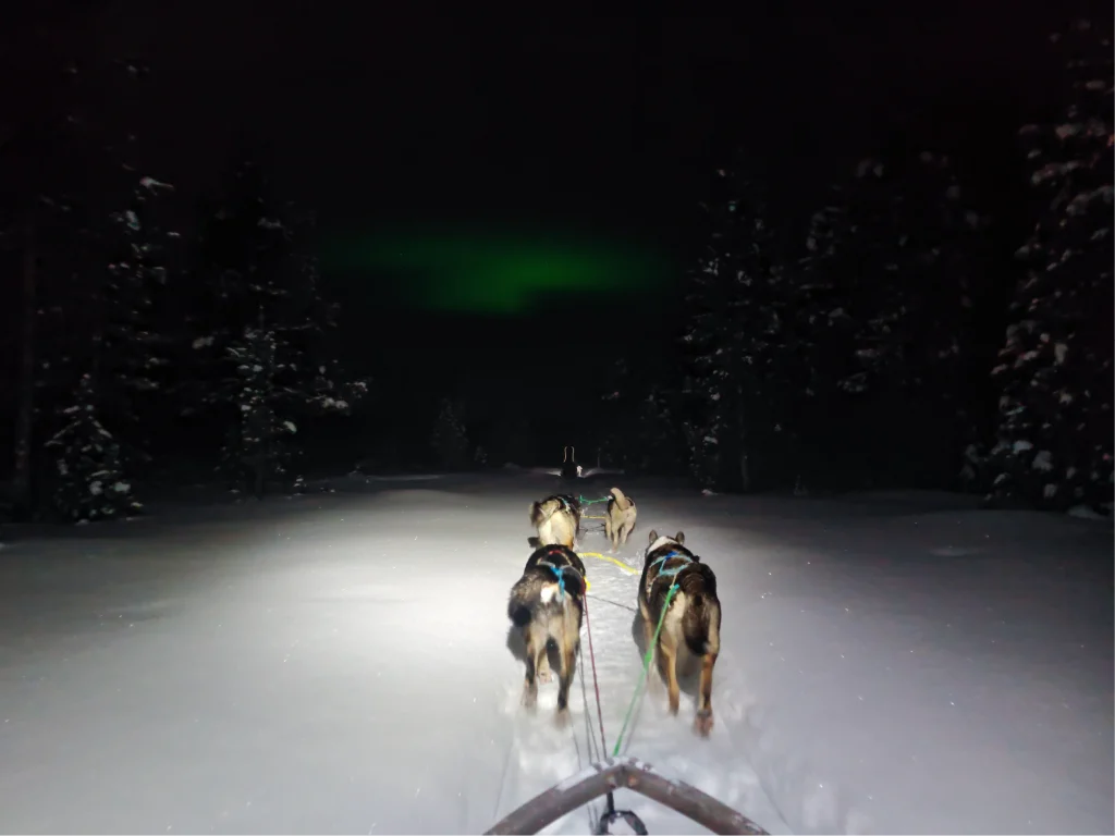 Four huskies pull the sled along a snowy forest trail in the Pasvik Valley at night, seen from the sled in the light of a headlamp, with green Northern Lights above the trees.