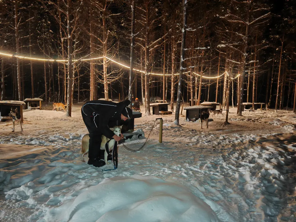 Guest in a black snowsuit bends down to pet a husky at the kennel in the Pasvik Valley in the evening. Dog houses stand between the pine trees, with string lights hanging above.
