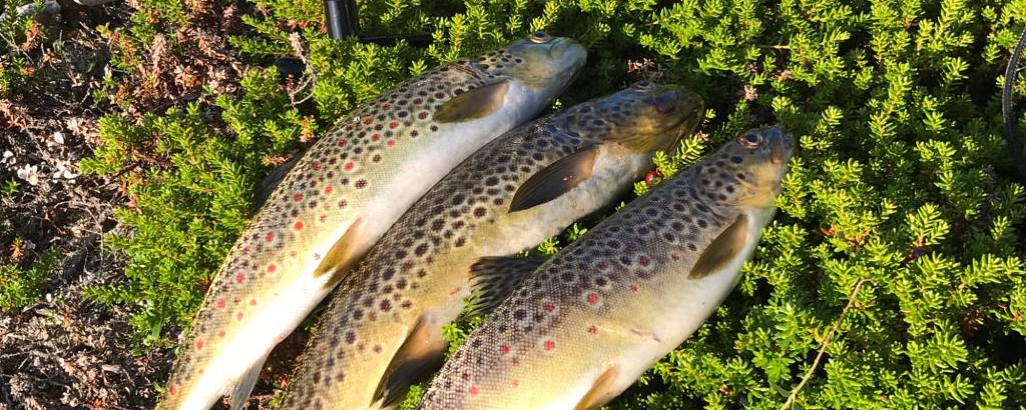 9B835EC4-4CF1-40FE-9D21-752517062474