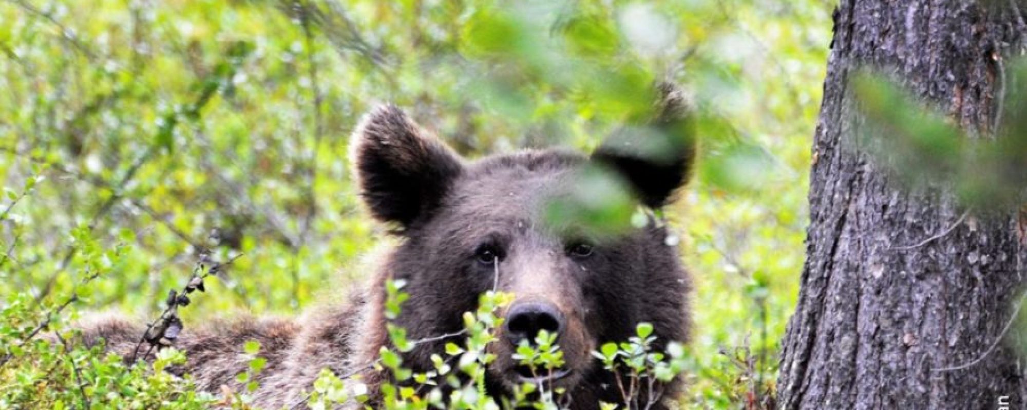 Finnstumoen-Steinar-Wikan